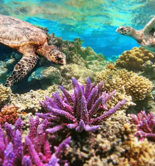 Two sea turtles swimming above a colorful coral reef with vivid purple staghorn corals off Nusa Penida.