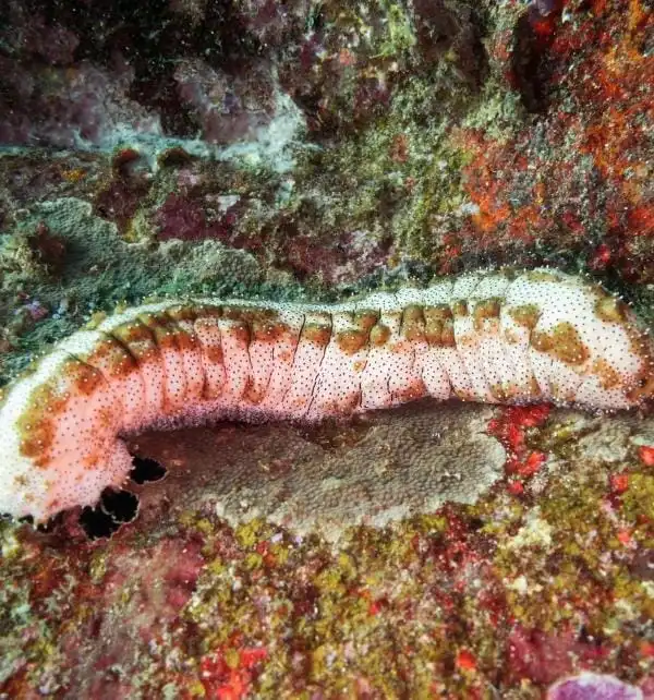 Pale pink sea cucumber crawling along a colorful rocky reef crevice at Nusa Penida