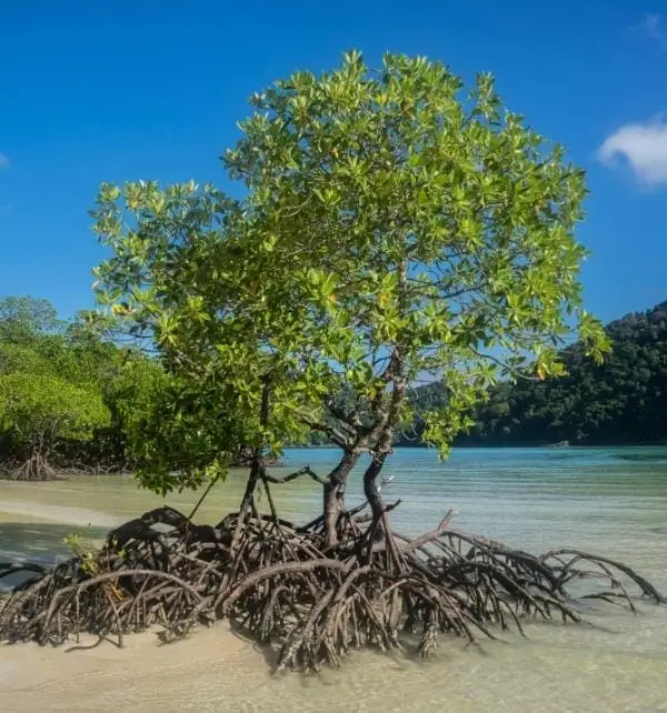 Mangrove tree with exposed roots standing in shallow clear water on a sandy Nusa Penida shore.