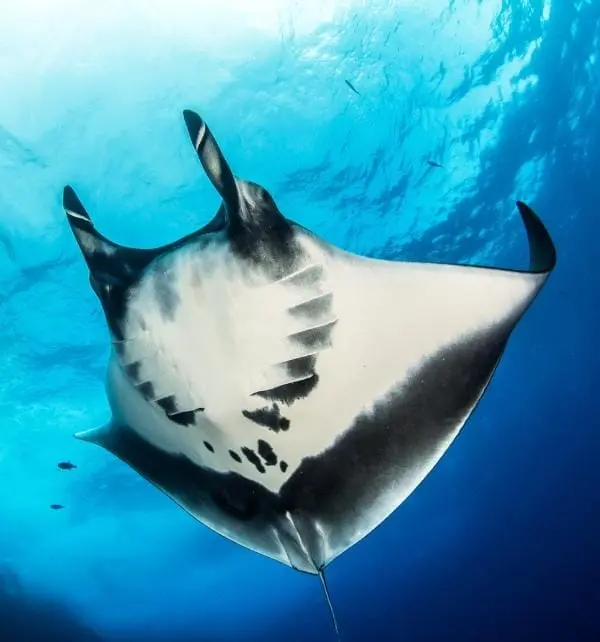 Manta ray gliding upward with cephalic fins rolled, showing patterned white underside in blue waters off Nusa Penida.
