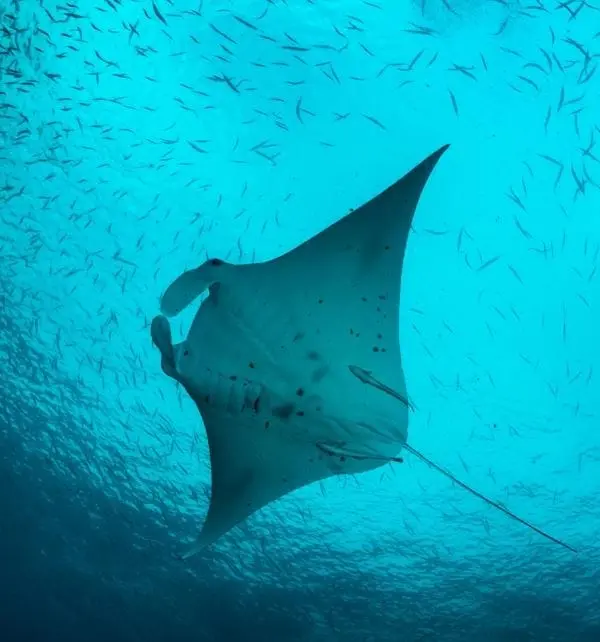 Manta ray gliding through turquoise water at Nusa Penida with remoras attached and a swirling school of small fish.
