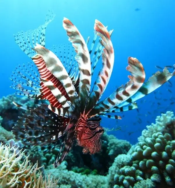 A striped lionfish fans its long, feathery venomous fins while hovering above a coral reef near Nusa Penida.