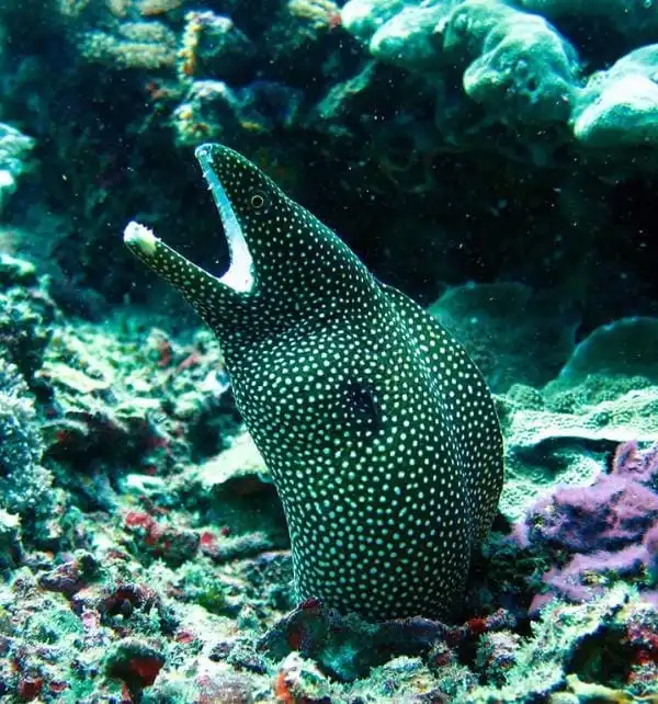 Spotted moray eel emerges from coral with mouth open while underwater at Nusa Penida.