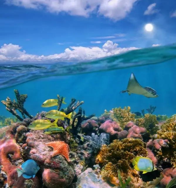 Manta ray gliding near the surface over a colorful coral reef as schools of fish swim at Nusa Penida.