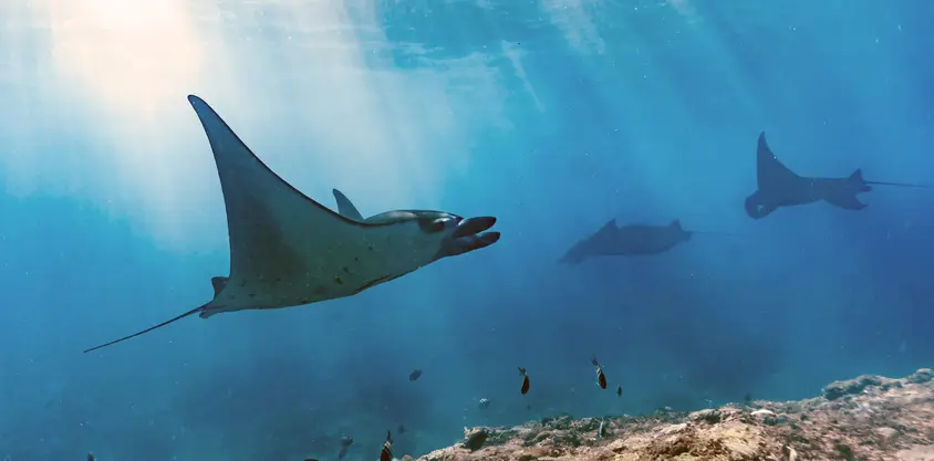 Drei Mantas schwimmen über einem Korallenriff bei Nusa Penida, Lichtstrahlen durchdringen das blaue Wasser.