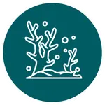 White line illustration of coral with small bubbles centered on a teal circular background.