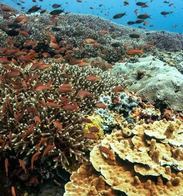 A dense school of small orange reef fish swims over diverse coral formations off Nusa Penida