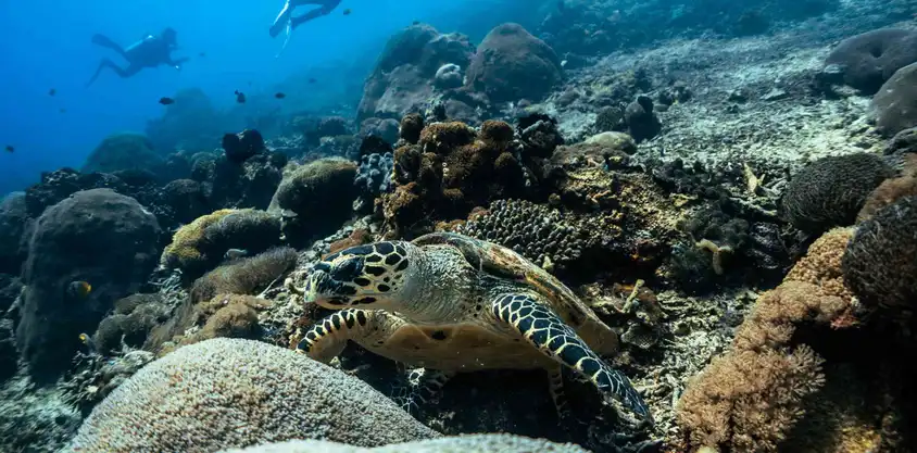 Meeresschildkröte auf Korallenriff frisst Algen, während Taucher im Hintergrund über dem Riff bei Nusa Penida schwimmen.