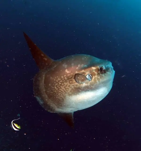 Mondfisch (Mola mola) schwimmt im offenen Wasser vor Nusa Penida, seitlich aufgenommen mit sichtbarer Rücken- und Afterflosse.