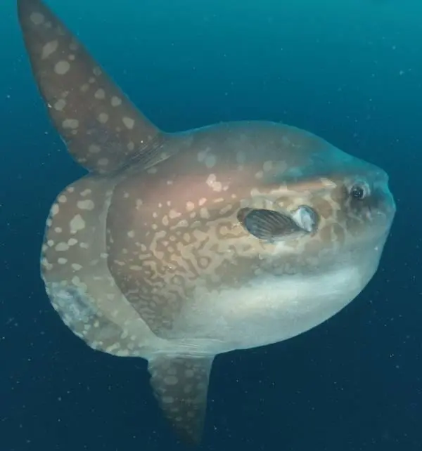 Große Mondfisch (Mola alexandrini) schwimmt seitlich durch klares Wasser bei Nusa Penida, Nahaufnahme zeigt Muster und Flossenbewegung.