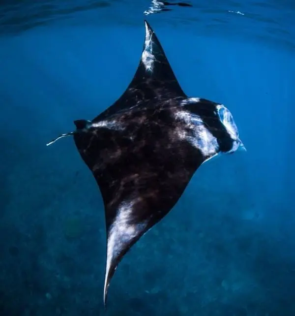 A manta ray glides gracefully beneath the surface off Nusa Penida, sunlight reflecting on its wide wings