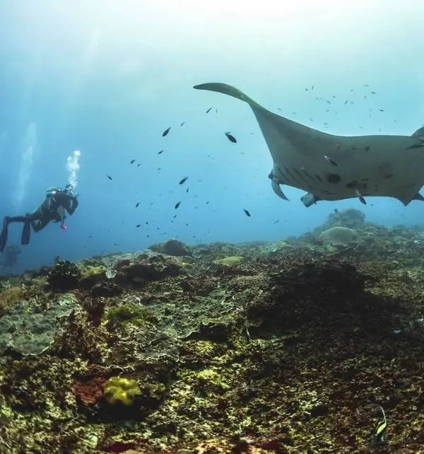 Scuba diver taking a photo of a giant manta ray gliding over a coral reef at Nusa Penida