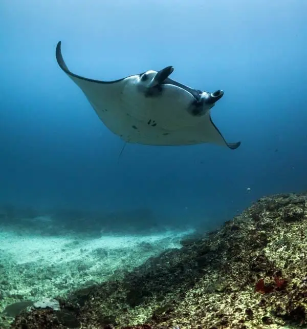 Manta ray gliding over a rocky reef and sandy seafloor off Nusa Penida, photographed from below.