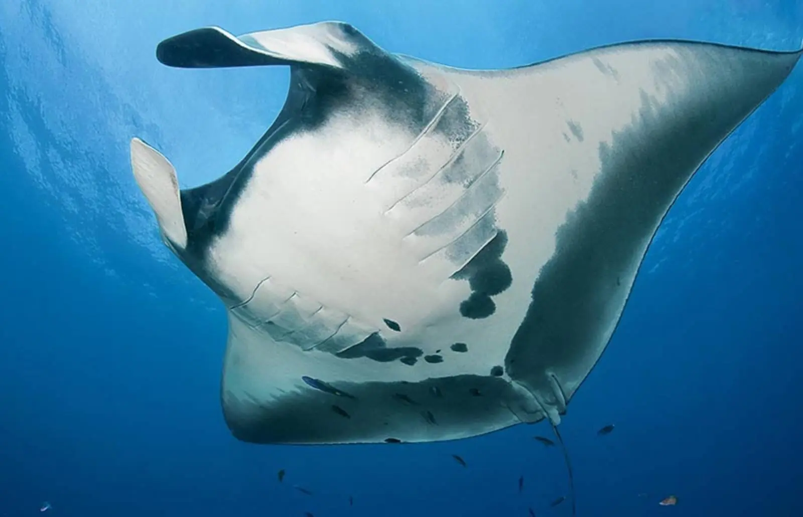Tauchen mit Mantarochen Indonesien: Eine Nusa-Penida-Affäre