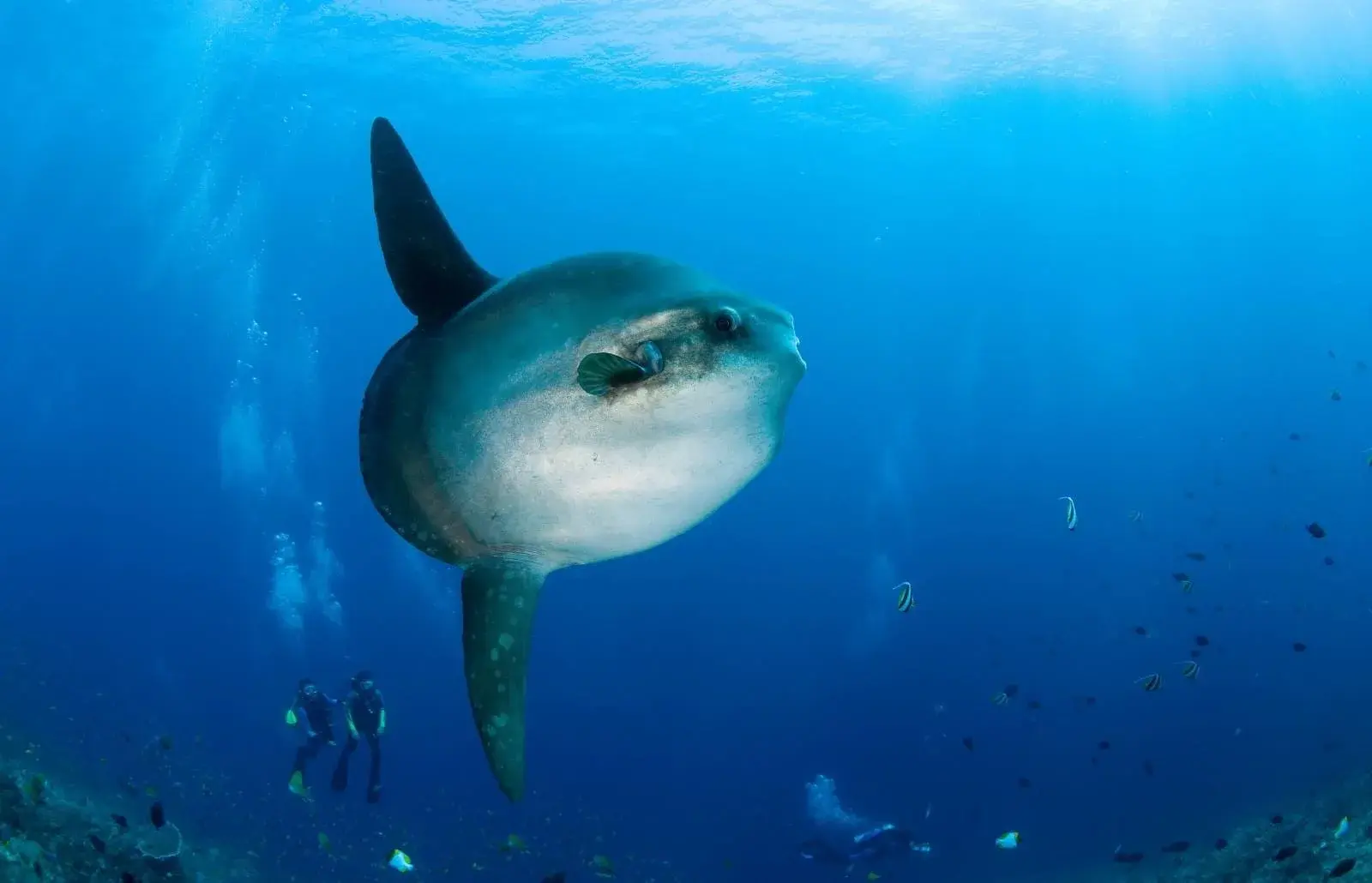 Tauchszene bei Nusa Penida mit großem Mondfisch (Mola mola) im Vordergrund und zwei Tauchern im Hintergrund.