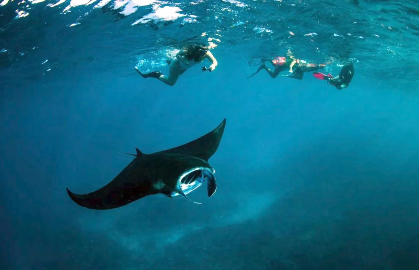 Schnorchler beobachten und fotografieren vor Nusa Penida einen großen Mantarochen mit geöffnetem Maul, der durchs Wasser gleitet.